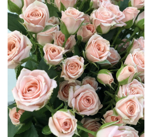 Кустовая роза Лидия 21 шт