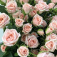 Кустовая роза Лидия 21 шт