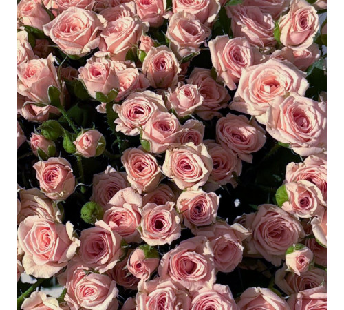 Кустовая Роза Лидия 31 шт