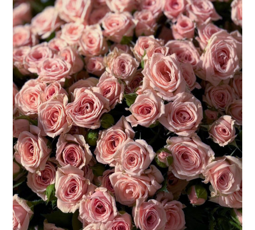 Кустовая Роза Лидия 51 шт
