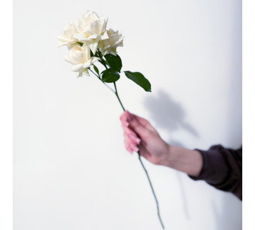 Роза кустовая белая