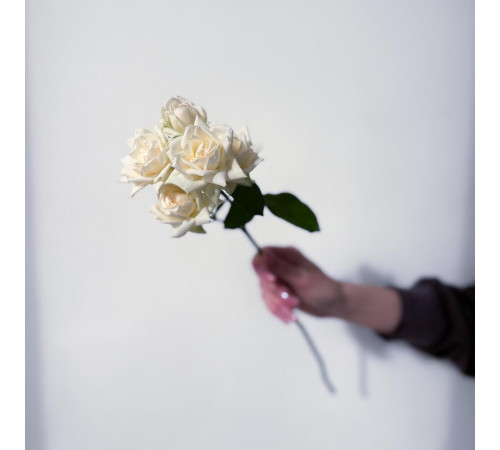 Роза кустовая белая