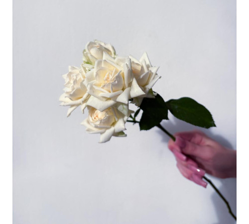 Роза кустовая белая