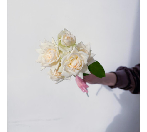 Роза кустовая белая