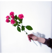 Роза кустовая ярко-розовая