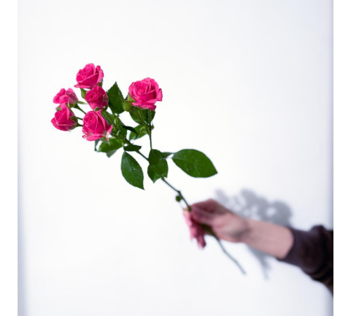 Роза кустовая ярко-розовая