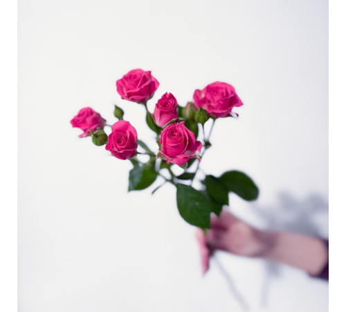 Роза кустовая ярко-розовая