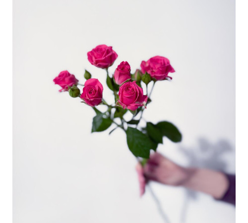 Роза кустовая ярко-розовая