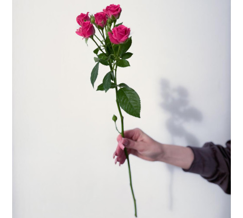 Роза кустовая ярко-розовая