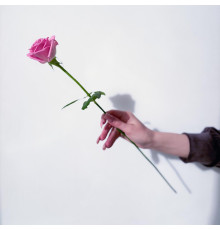 Роза розовая Аква