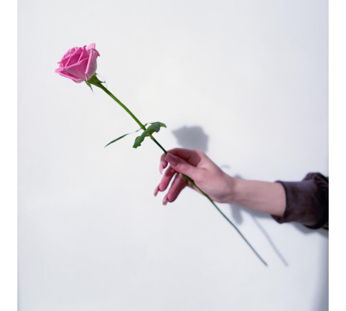 Роза розовая Аква