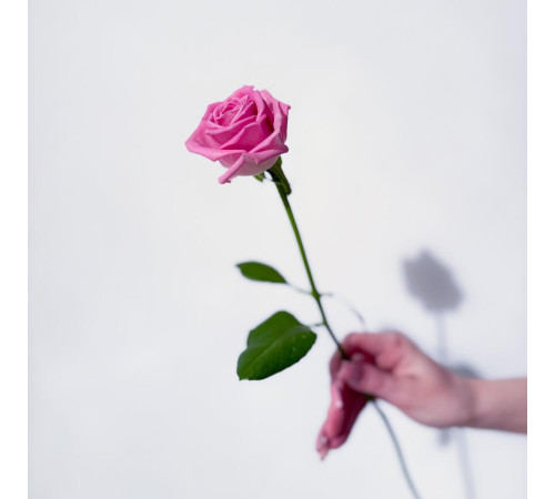 Роза розовая Аква