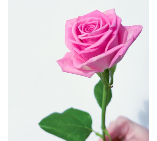 Роза розовая Аква
