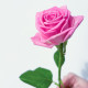 Роза розовая Аква
