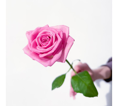 Роза розовая Аква