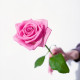 Роза розовая Аква