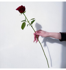 Роза темно-красная