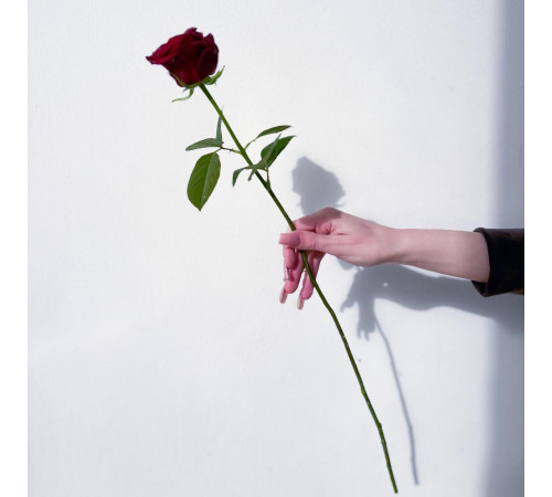 Роза темно-красная