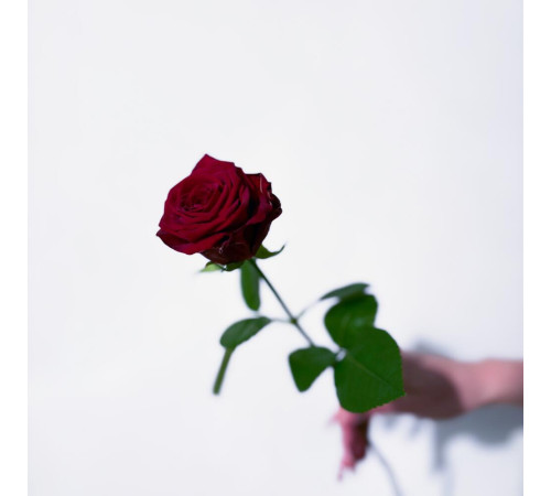 Роза темно-красная