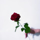 Роза темно-красная