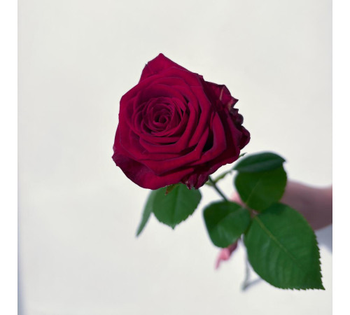 Роза темно-красная