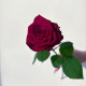 Роза темно-красная