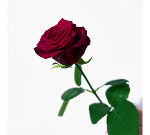 Роза темно-красная