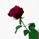 Роза темно-красная