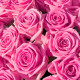 Розовая Роза 19 шт