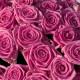 Розовая Роза 51 шт